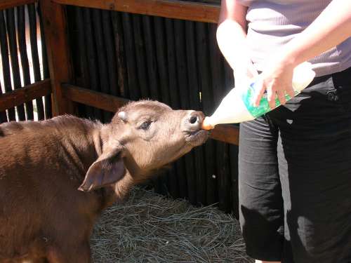 Calf feeding